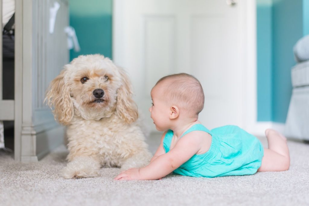 toddler and a dog