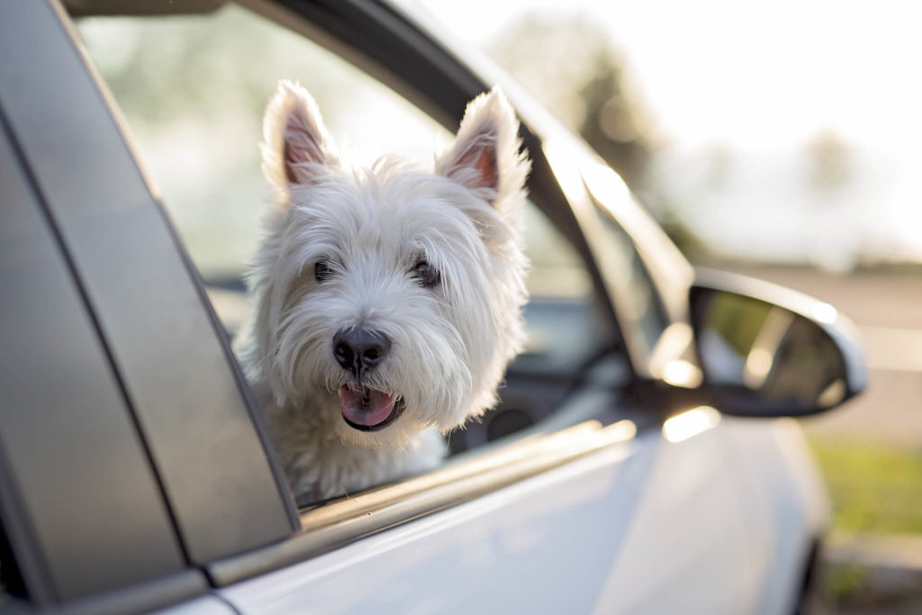 A white dog in the car