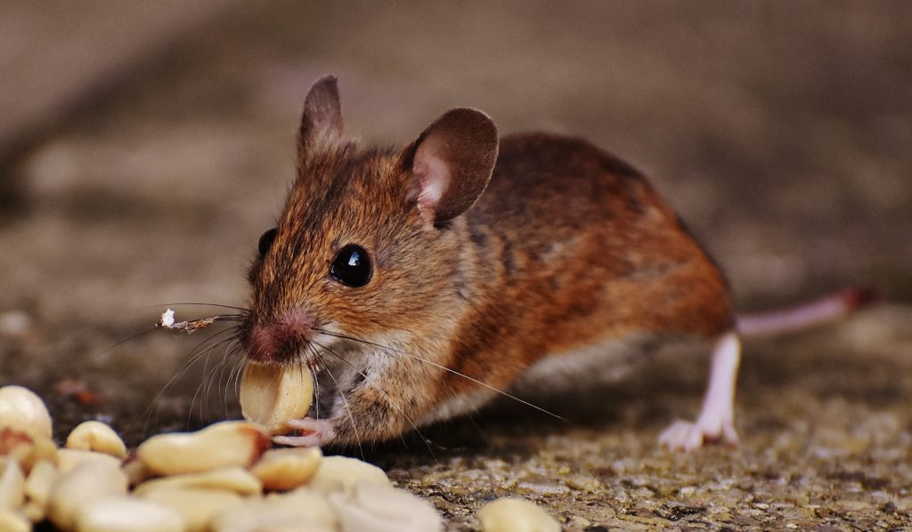 Mouse eating on the ground