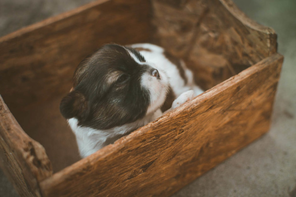 A little puppy getting ready for a cross-country move