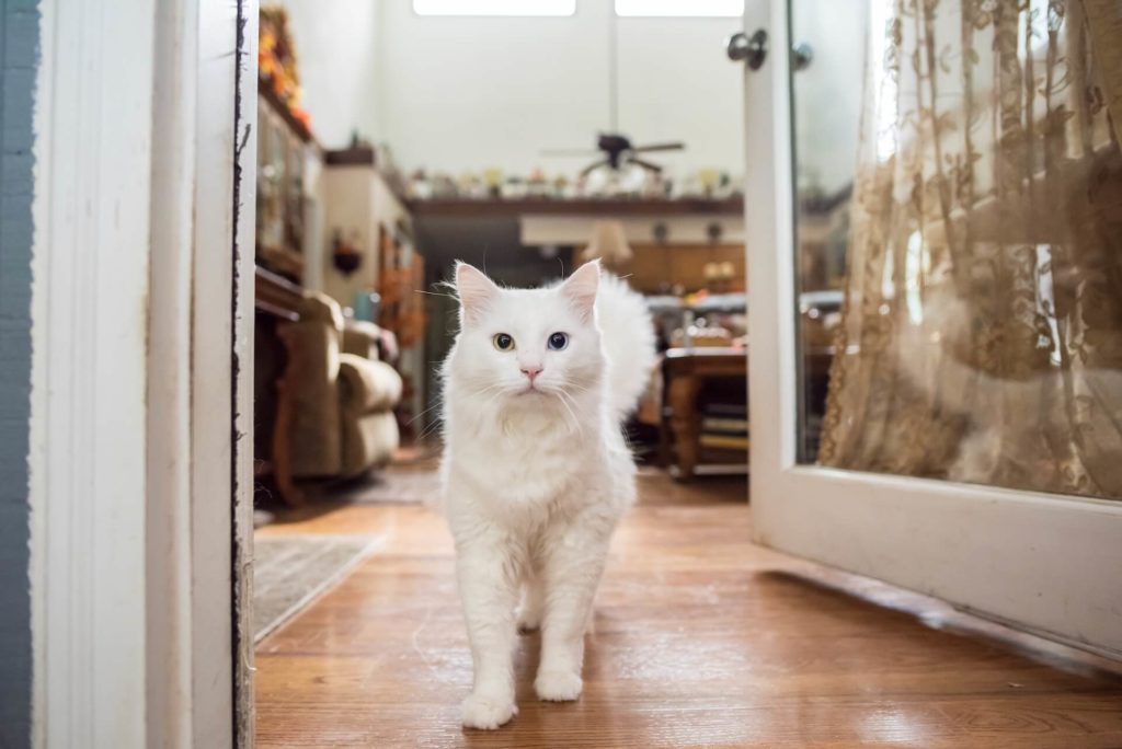 A kitty walking around a home