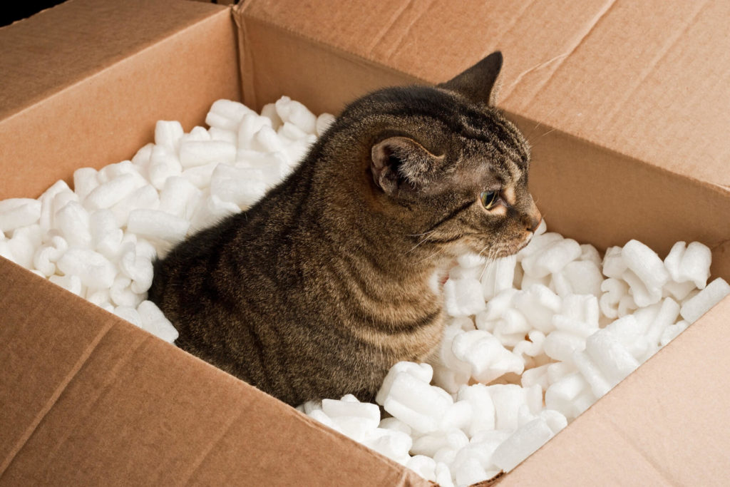 A cute cat sitting in a box, ready for long-distance moving