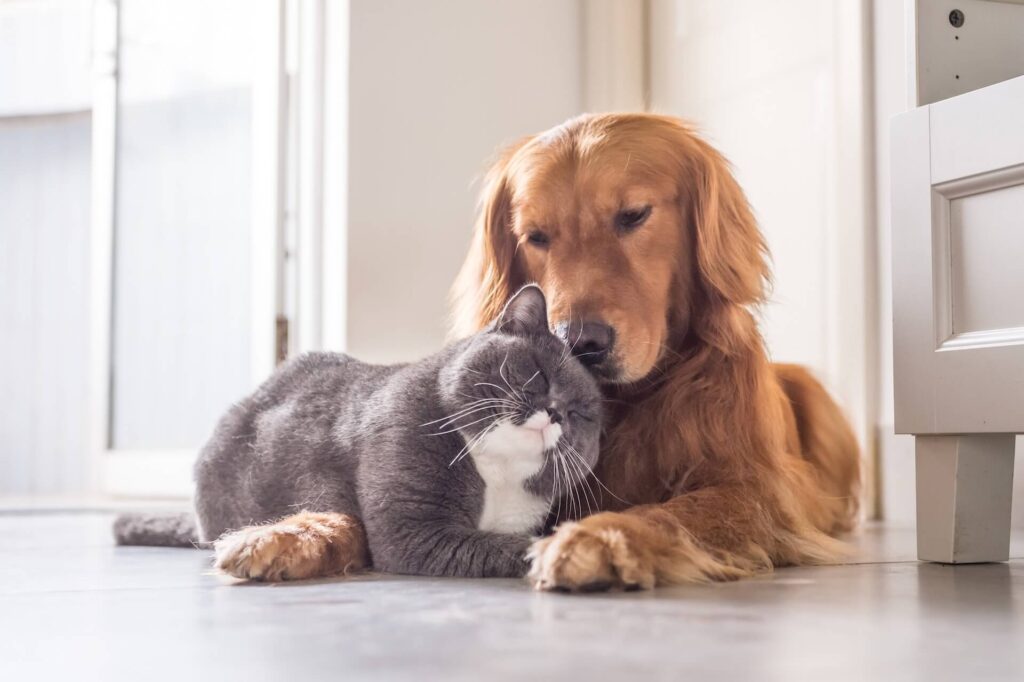 A dog and a cat cuddling after moving to a smaller house