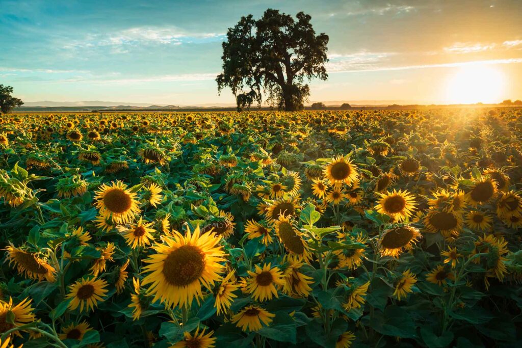  A field of sunflowers